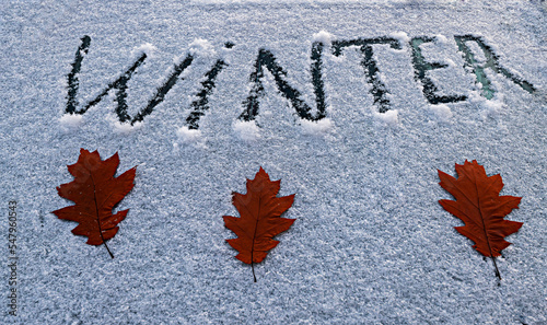 Closeup conceptual image with the first morning snow and oak leaves on the wi...