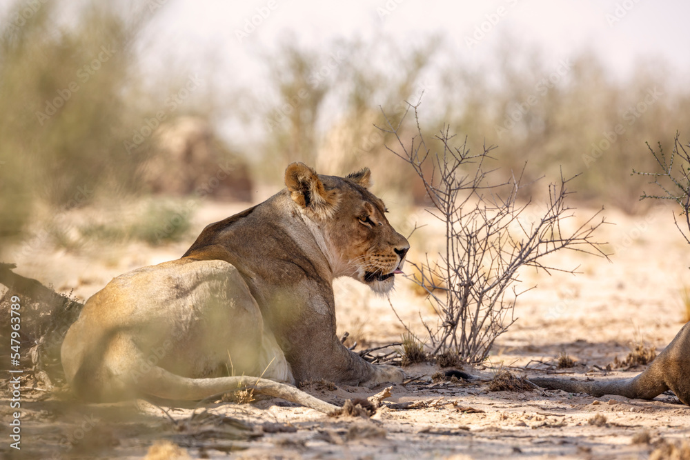 Obraz premium African lioness lying down rear view in Kgalagadi transfrontier park, South Africa; Specie panthera leo family of felidae
