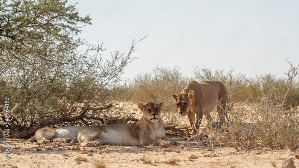 Three African lioness resting in bush shadows in Kgalagadi transfrontier park, South Africa; Specie panthera leo family of felidae Three African lioness resting in bush shadows in Kgalagadi transfrontier park, South Africa; Specie panthera leo family of felidae