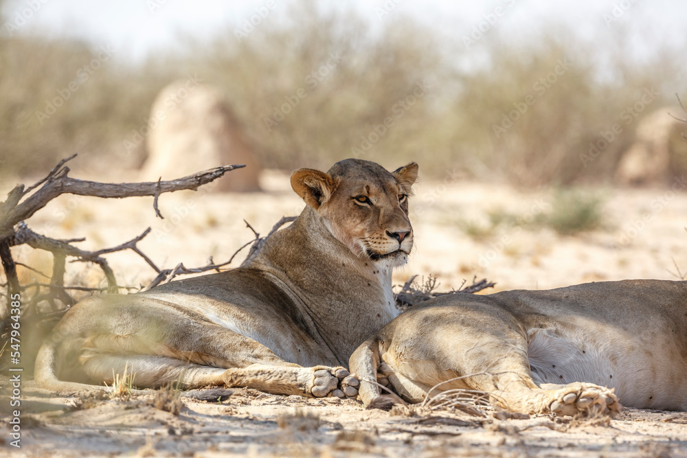 Naklejka premium Two African lioness resting in dry land in Kgalagadi transfrontier park, South Africa; Specie panthera leo family of felidae