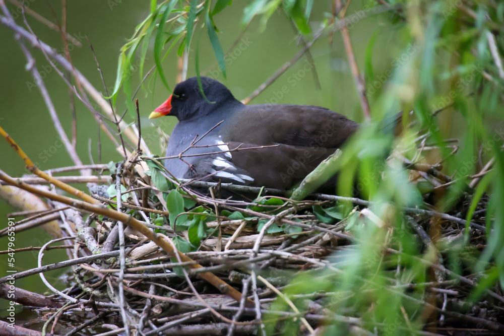 Fototapeta premium Versteckt unter einem Baum brütet eine Teichralle auf ihrem Nest ihren Nachwuchs aus.
