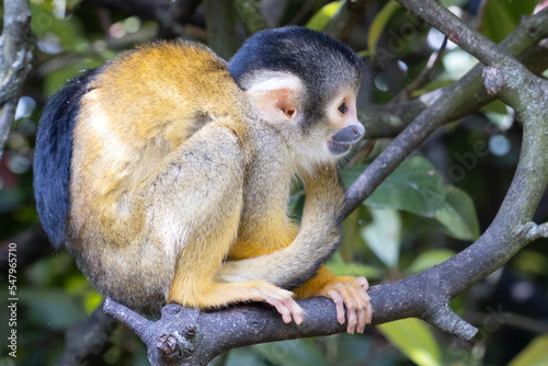 Side wiev of the squirrel monkey sitting on the branch with its tail wrapped around itself.