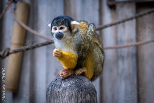 Adorable squirrel monkey is holding its snack while sitting on the wooden baluster