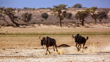 Two Blue wildebeest running pursuit in Kgalagadi transfrontier park, South Africa ; Specie Connochaetes taurinus family of Bovidae