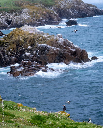 Saltee Island cliffs, crushing waves and birds landscape, Ireland