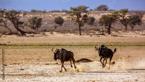 Two Blue wildebeest running pursuit in Kgalagadi transfrontier park, South Africa ; Specie Connochaetes taurinus family of Bovidae