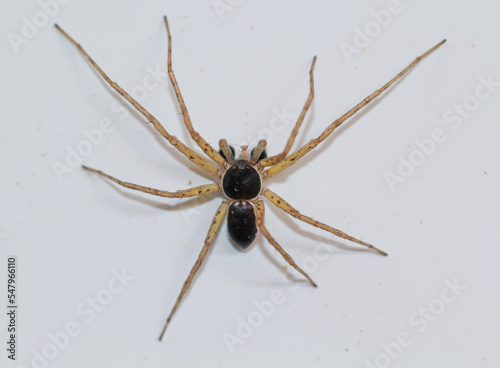 Eine Zweifarb Flachstrecker Spinne, Philodromus dispar an einer Wand.