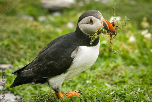 Bird photography: Puffin with grass in the beak