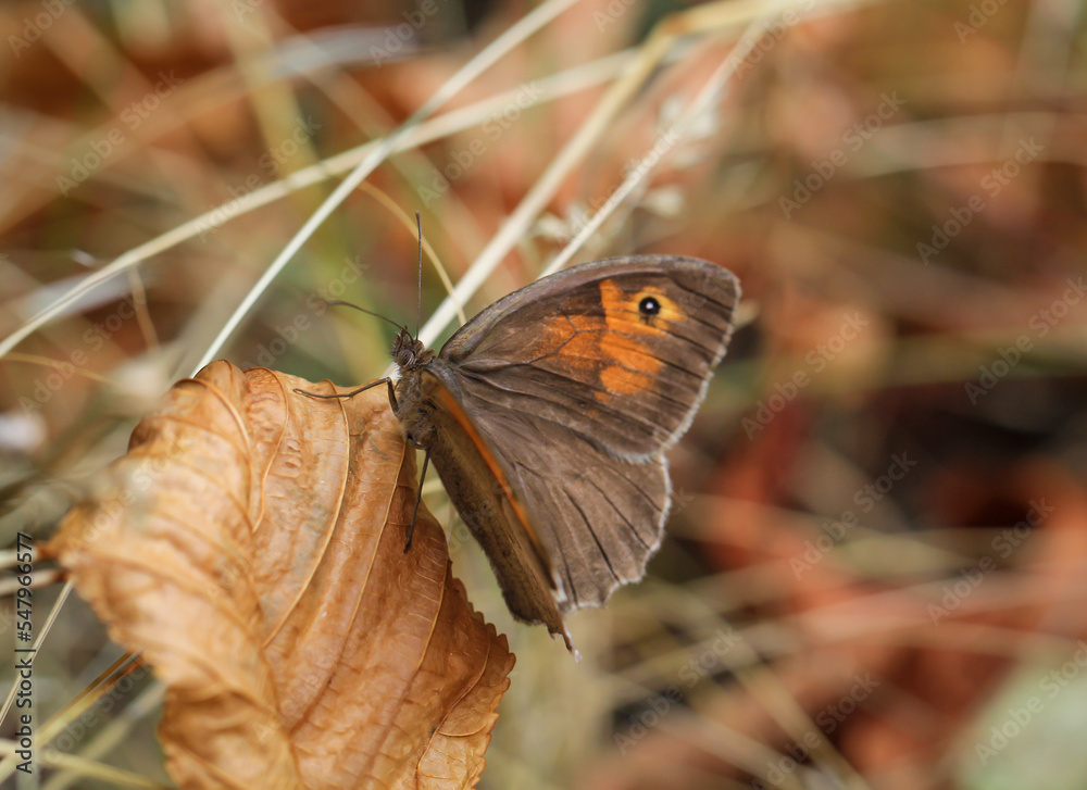 Fototapeta premium Ein großes Ochsenauge (Maniola jurtina) auf einer Graspflanze. 