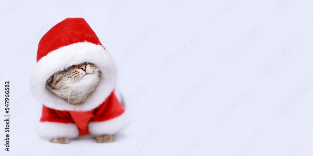 Cute little Kitten poked its nose out. Funny Santa Claus. New Year greeting card. Cat in Santa costume. Kitten Santa Claus on the white background. Merry Christmas 2023. Happy New Year. Space for text Cute little Kitten poked its nose out. Funny Santa Claus. New Year greeting card. Cat in Santa costume. Kitten Santa Claus on the white background. Merry Christmas 2023. Happy New Year. Space for text