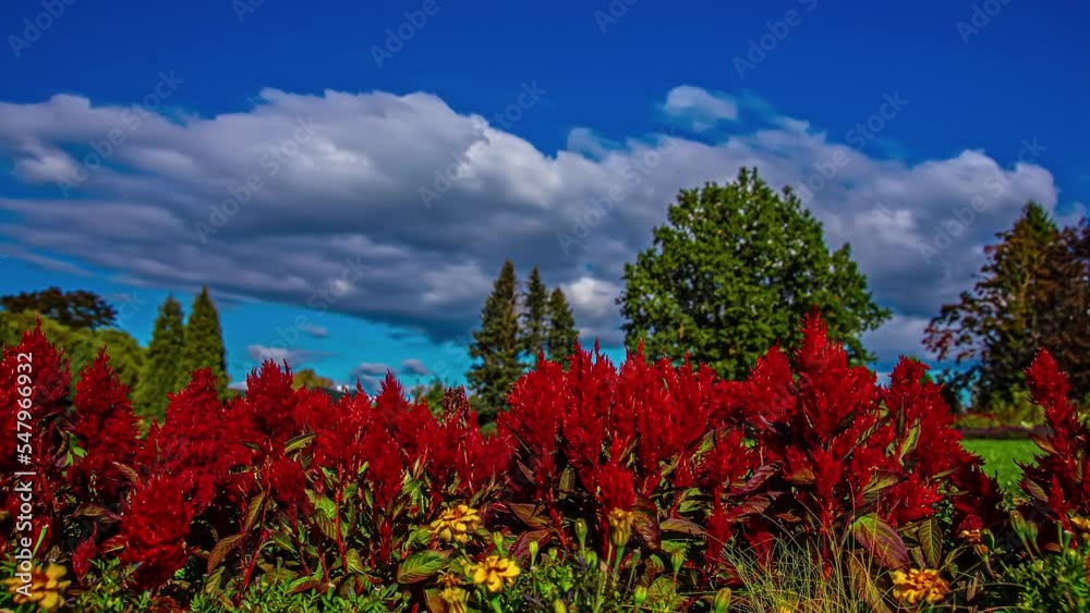 Celosia Dragon's Breath Bright Red Blooms And Trees Background Under Cloudy Blue Sky. - Static shot Celosia Dragon's Breath Bright Red Blooms And Trees Background Under Cloudy Blue Sky. - Static shot