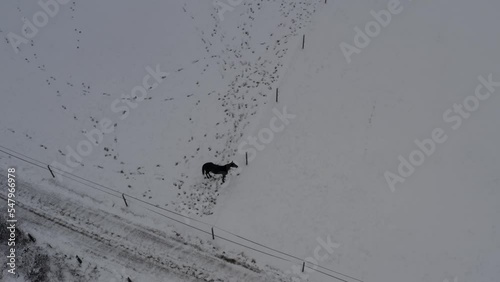Playful horse in winter lanscape on a ranch. High quality 4k footage