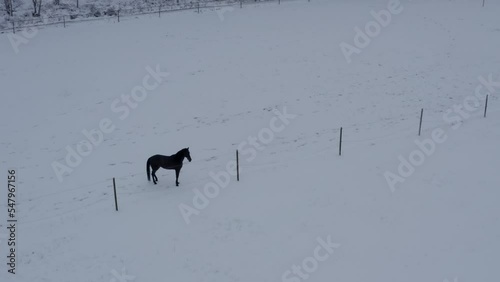 Playful horse in winter lanscape on a ranch. High quality 4k footage