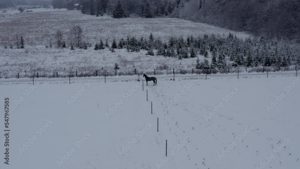 Playful horse in winter lanscape on a ranch. High quality 4k footage Playful horse in winter lanscape on a ranch. High quality 4k footage