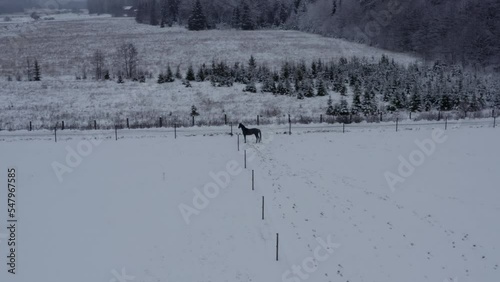 Playful horse in winter lanscape on a ranch. High quality 4k footage