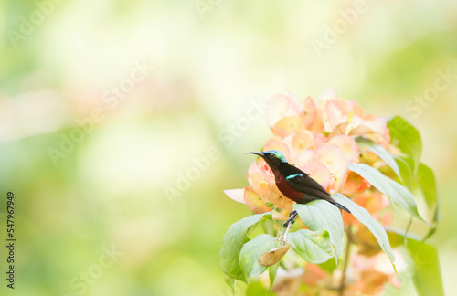 Van Hasselt’s Sunbird