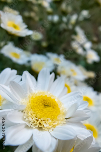 公園に咲く白菊