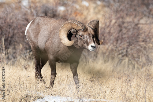 Colorado Rocky Mountain Bighorn Sheep. Bighorn Ram.