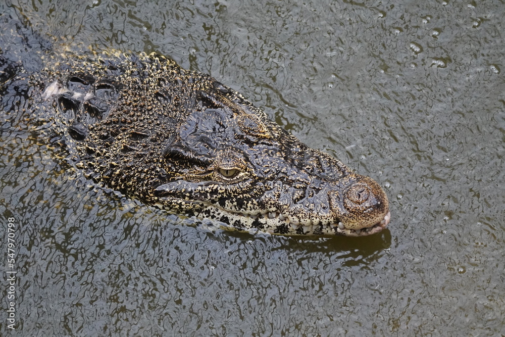 Obraz premium Nile crocodile