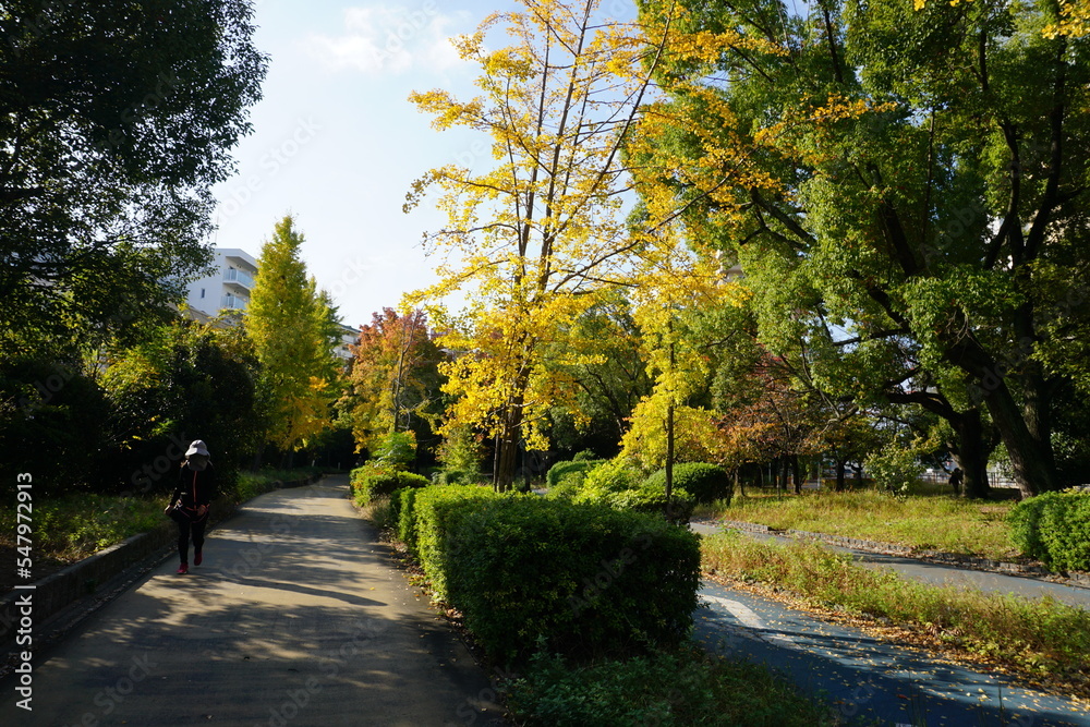 黄色と緑に高揚している木々が生える秋の公園と青い空