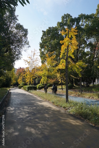 黄色と緑に高揚している木々が生える秋の遊歩道と青い空