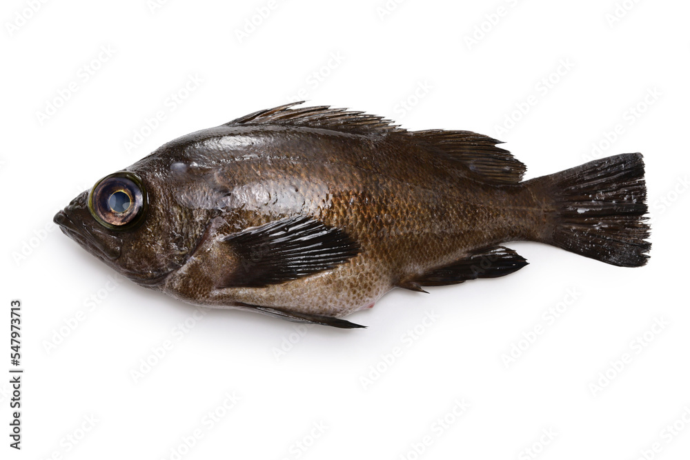 Fototapeta premium brown rockfish isolated on white background