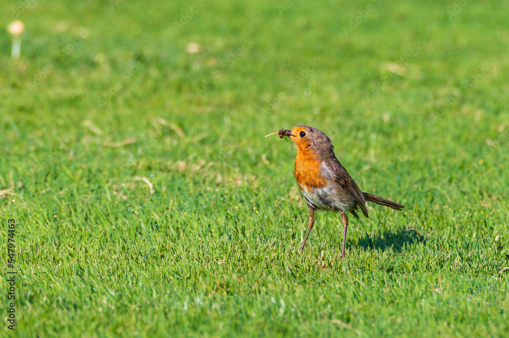 Rotkehlchen (Erithacus rubecula) bei der Futtersuche im Garten