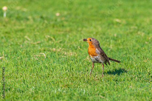 Obraz na płótnie Rotkehlchen (Erithacus rubecula) bei der Futtersuche im Garten w salonie