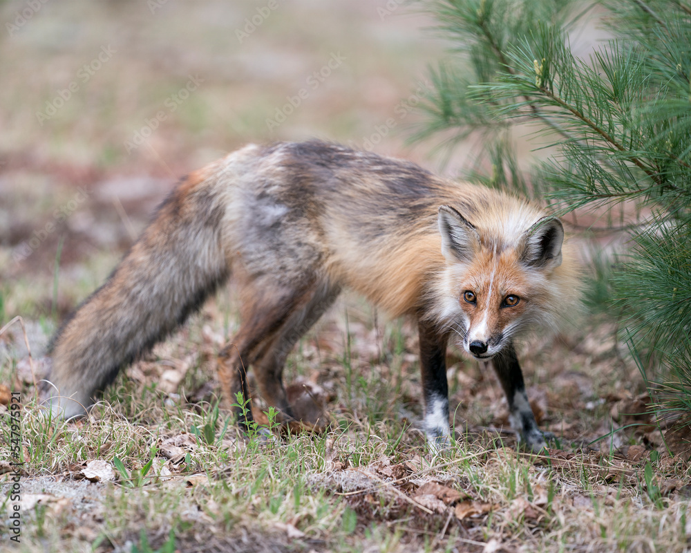Obraz premium Red Fox Photo Stock. Fox Image. Close-up profile view in the springtime with pine tree branches background and looking at camera in its environment and habitat. Picture. Portrait.