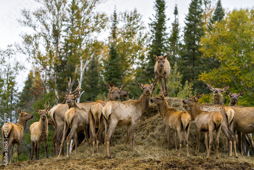Elk Stock Photo and Image. Herd looking at the camera and feeding with a blur forest background in their environment and habitat surrounding.