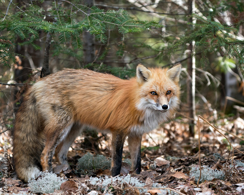 Red Fox Photo Stock. Fox Image. Close-up profile view in the spring season with moss and brown leaves on ground displaying fox tail, fur, in its habitat with a spruce branches and background.   ©  Aline