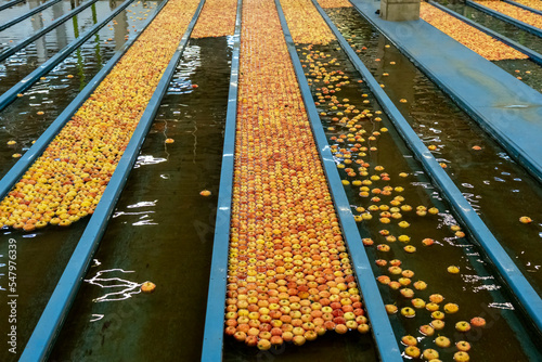 Fototapet Apple Processing Plant Interior with Apples in Flumes Transported by Sort Of Water Conveyor