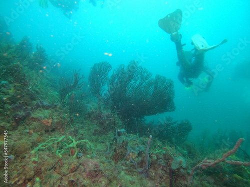 coral reef scuba diving underwater world