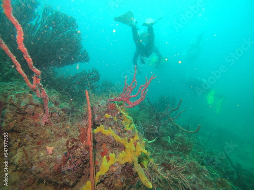 coral reef scuba diving underwater world