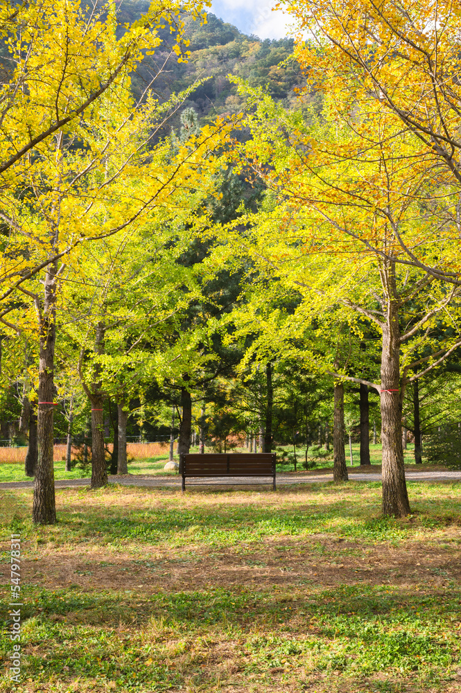 Wooden bench under the yellow ginkgo biloba trees growing in autumn forest at national park