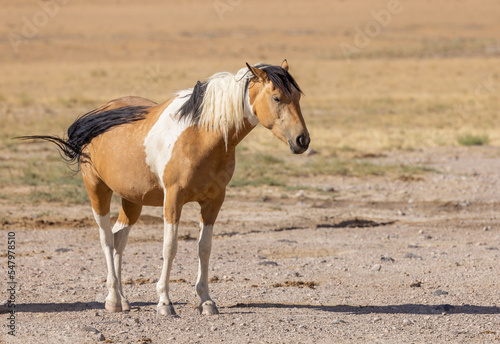 Wild Horse in Summer in teh Utah Desert © natureguy