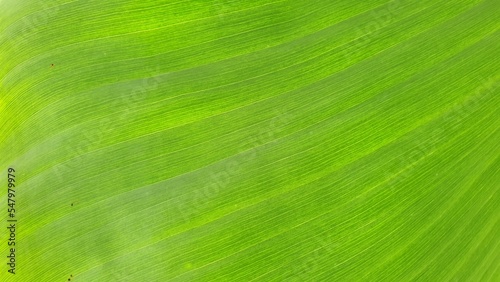 Texture of banana leaf, Nature Backgrounds.
