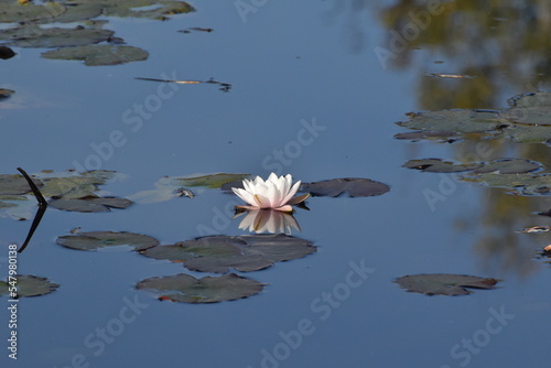 fiore di loto nello stagno photo