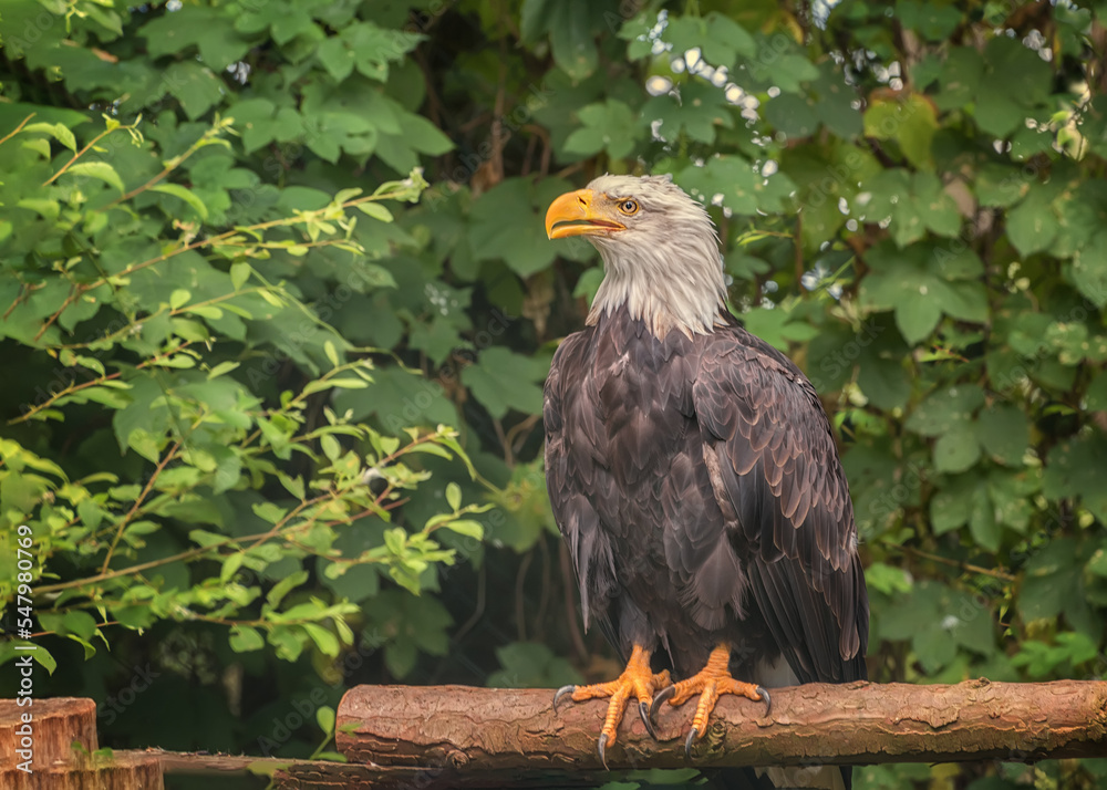 Bald eagle, the national bird of the United States of America Bald eagle, the national bird of the United States of America