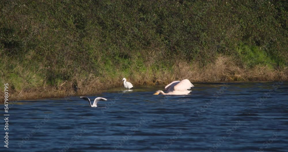 Pelican Egret and Gull birds fishing and diving in river slow motion Pelican Egret and Gull birds fishing and diving in river slow motion