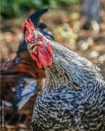 Poultry chicken - rooster
