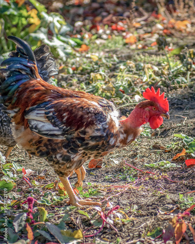 Poultry chicken - rooster