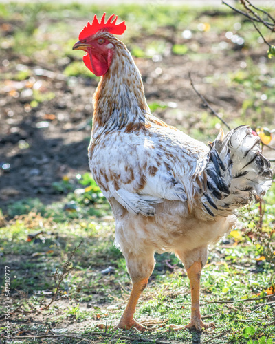 Poultry chicken - rooster
