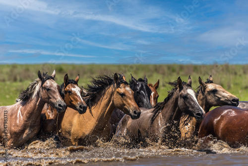 Wild horses galloping in the water in Corrientes province  Argentina.