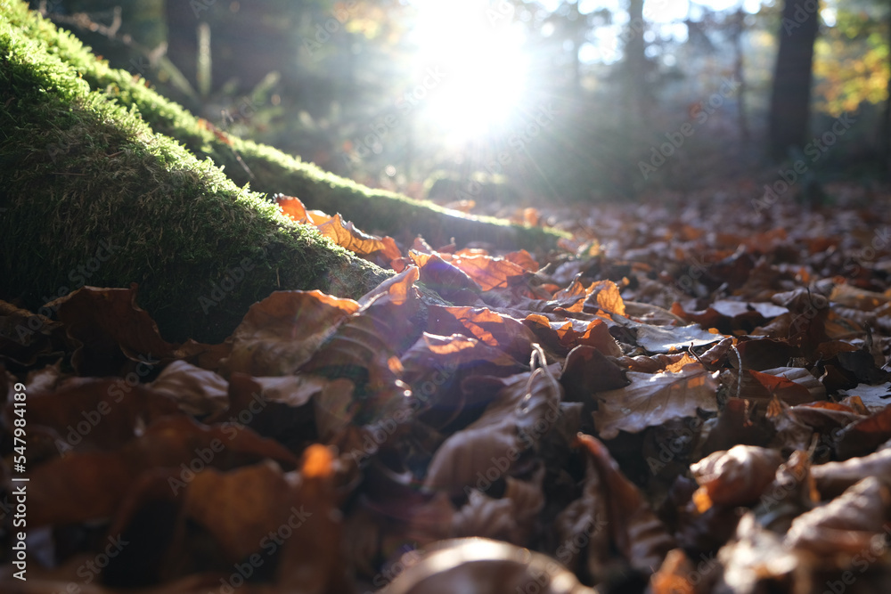 Waldboden mit Laub und Moos Waldboden mit Laub und Moos