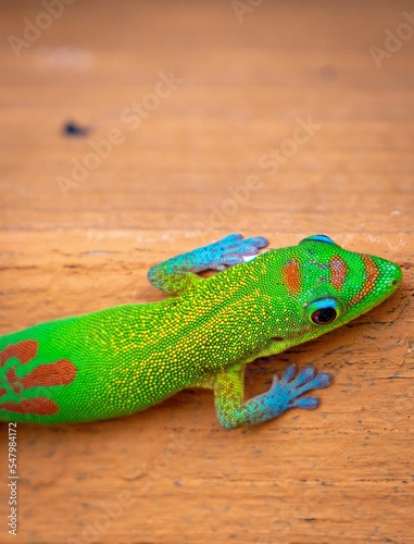 Vertical closeup of a Gold dust day gecko in the wooden background photo