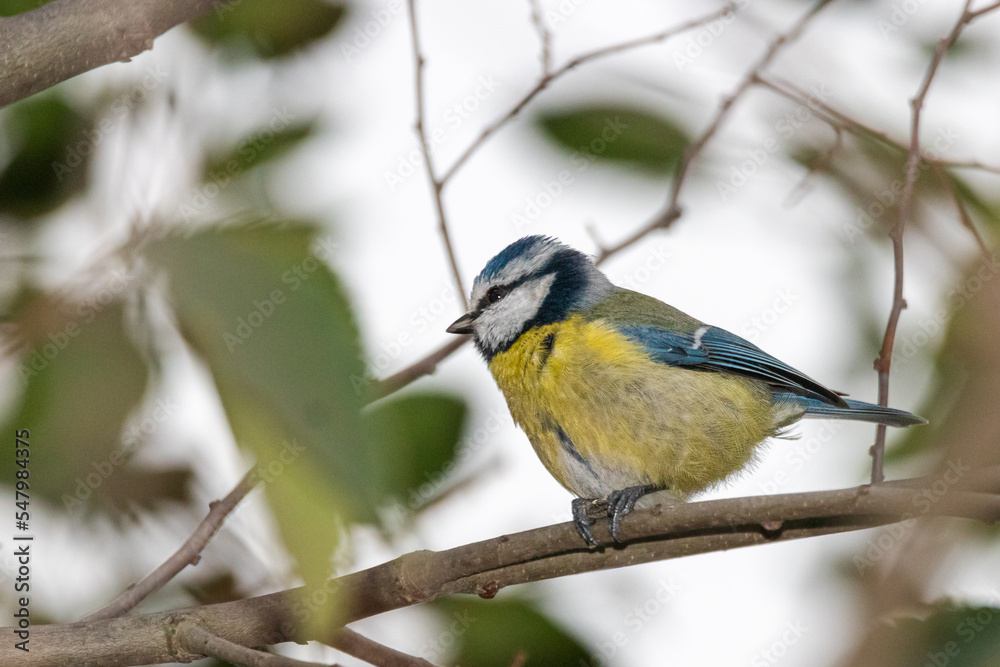 Eurasian Blue Tit perched on a tree branch