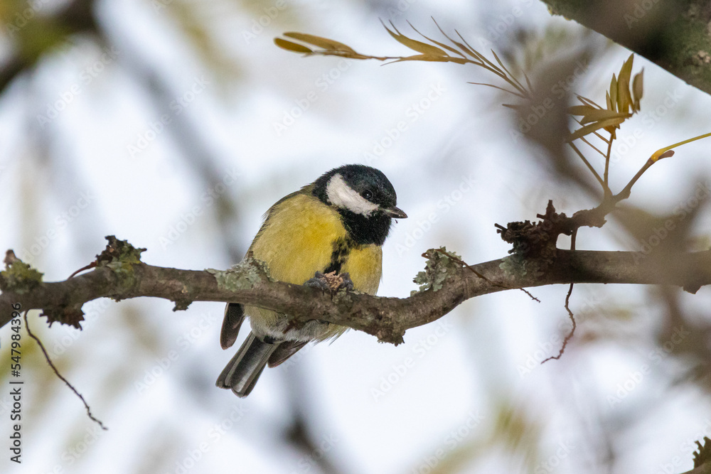 Naklejka premium Great Tit perched on a tree branch