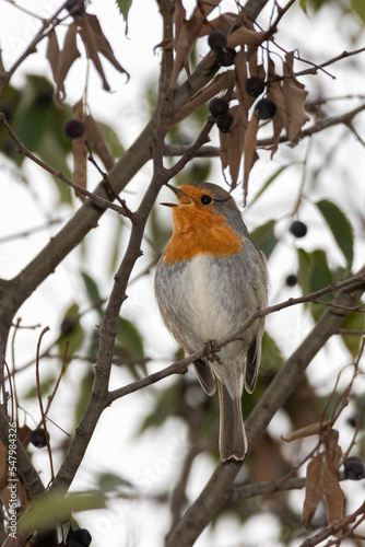 European Robin singing perched on a tree branch