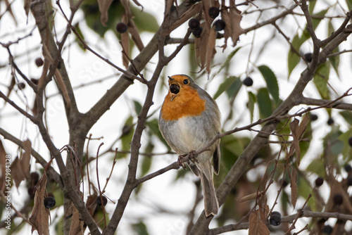 European Robin singing perched on a tree branch